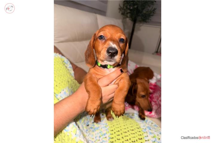 Hermosos Nenes Salchicha Dachshund 60 dias Puerto Rico