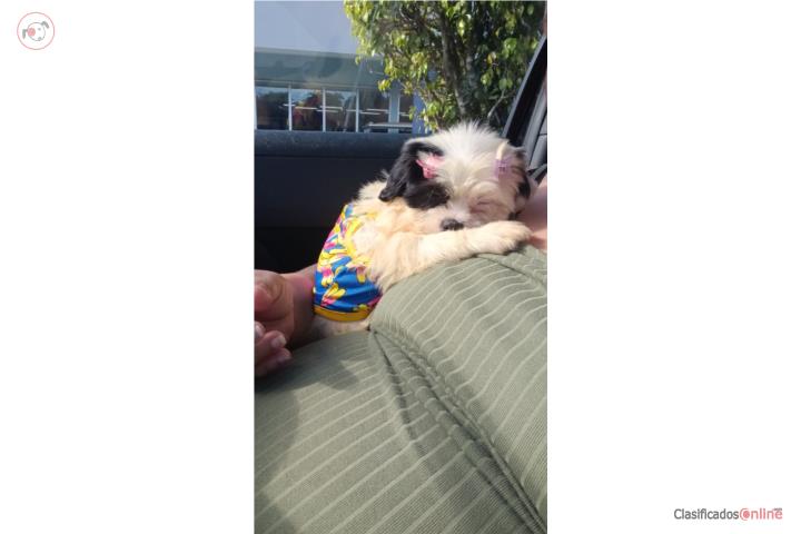 Shitzu puppy hembra Puerto Rico