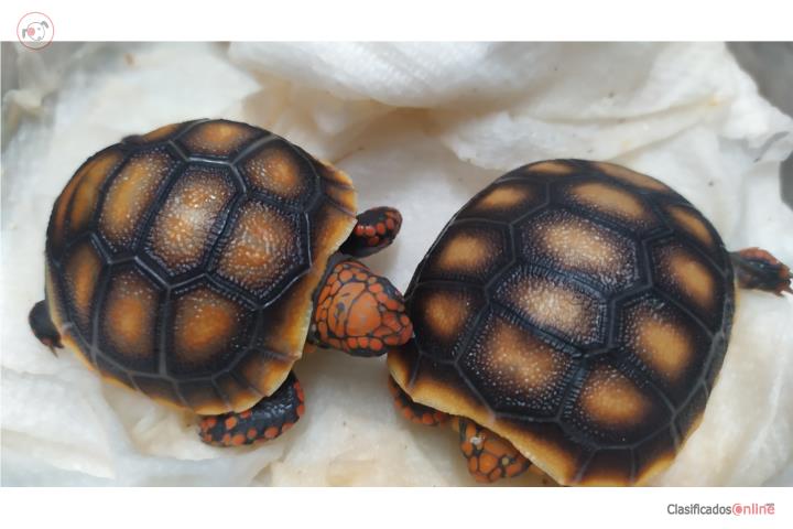 Tortugas terrestres Redfoot Puerto Rico