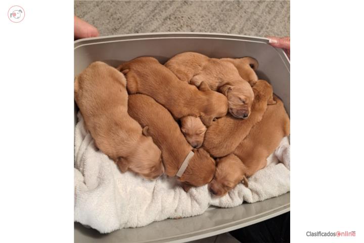 Golden Retriever Puerto Rico