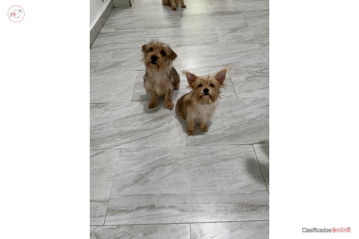 Yorkie Puerto Rico
