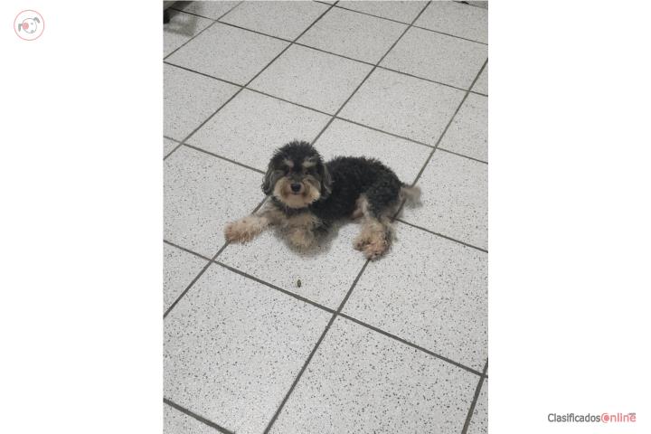 Toy Poodle Macho 3 años Puerto Rico