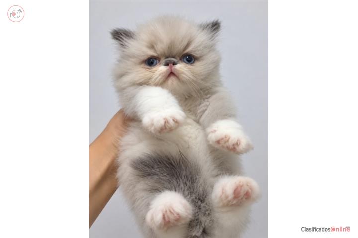 Gato persa Puerto Rico