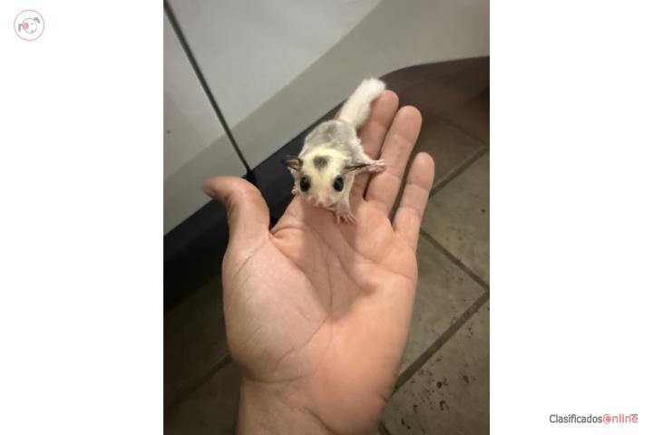 SugarGlider Puerto Rico