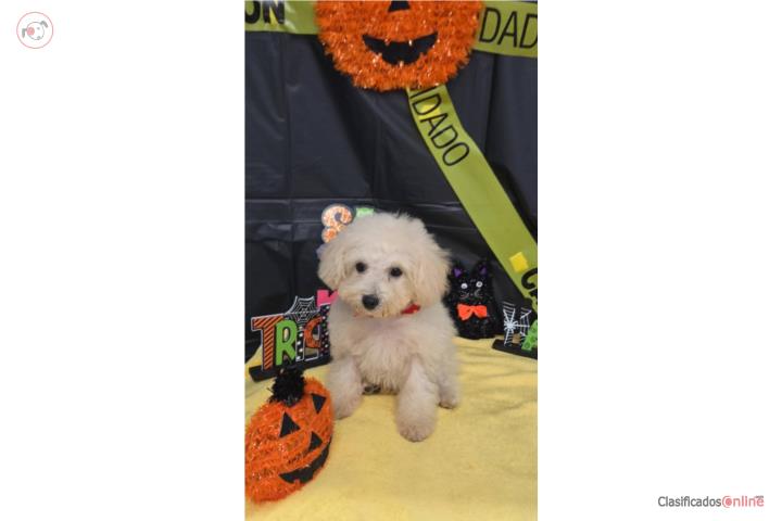 Toy Poodle 3 meses Machito $750 Puerto Rico