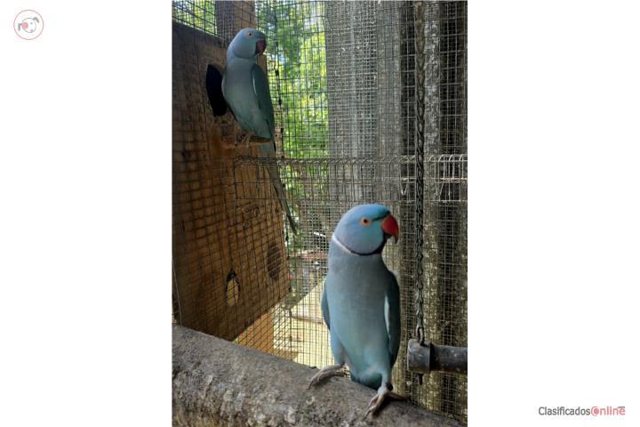 PAREJA DE RINGNECKS AZULES  Puerto Rico