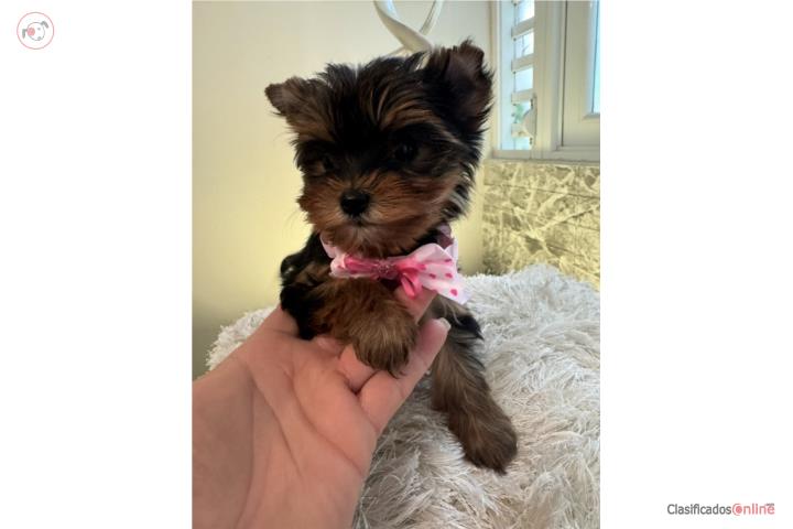 Nena Yorkie  Puerto Rico