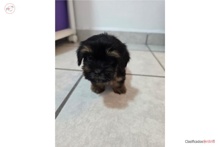 Yorkies Puerto Rico