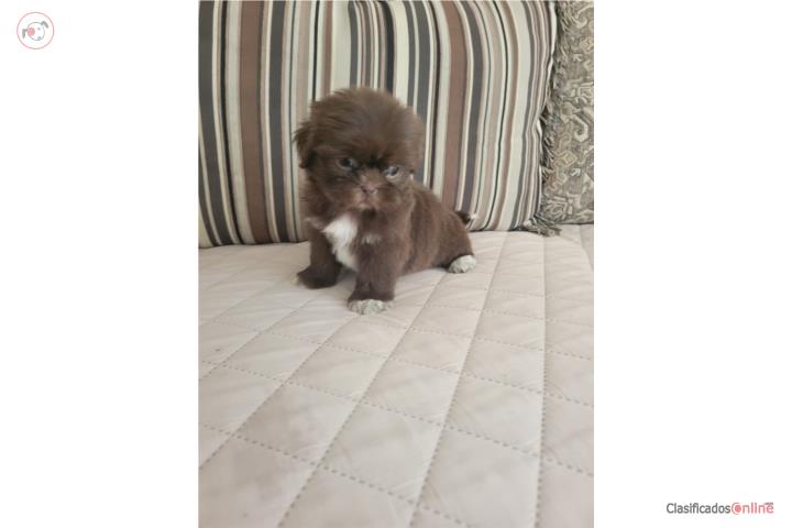 Shih Tzu / Shitzu Nene Chocolate  Puerto Rico