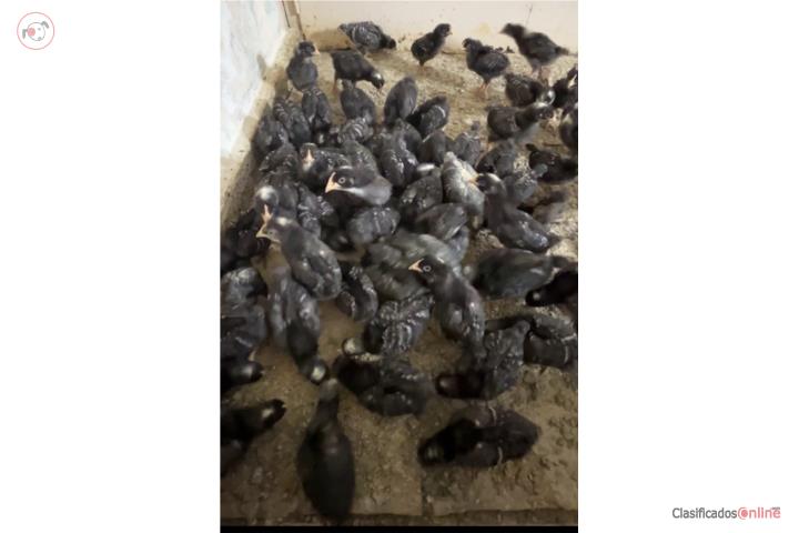 50 pollos bulicos de 1 mes Puerto Rico