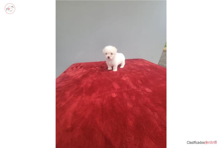Maltipoo Toy Nena Preciosa  Puerto Rico