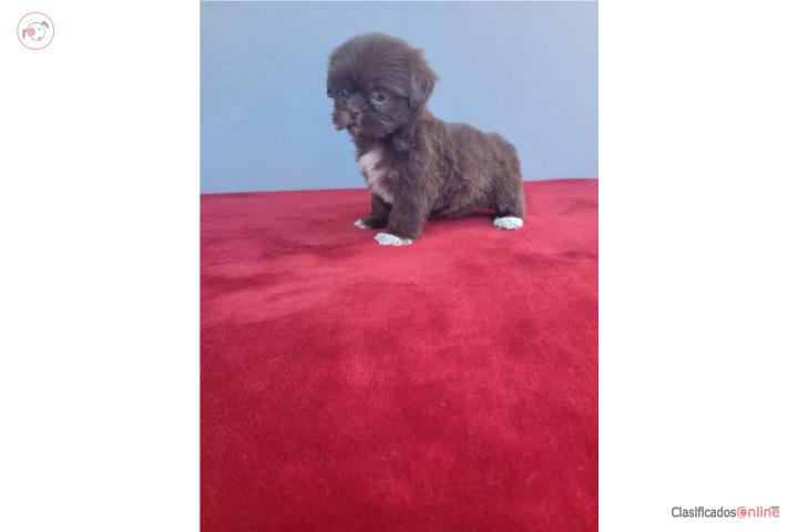 Shih Tzu / Shitzu Nena Chocolate  Puerto Rico