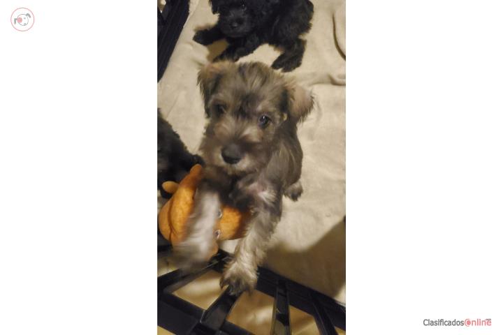 Schnauzer  Puerto Rico