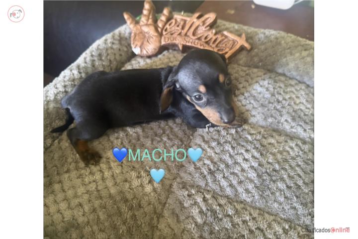 Salchicha mini macho 500 Puerto Rico