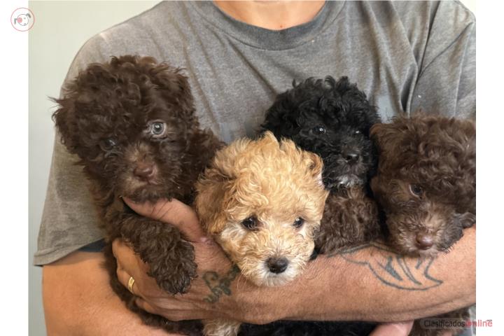 Poodle toy hembras  Puerto Rico