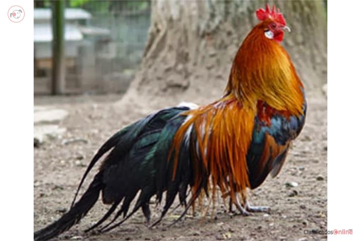 Gallo Ingles  Puerto Rico