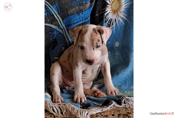 Puppy pit merle Puerto Rico