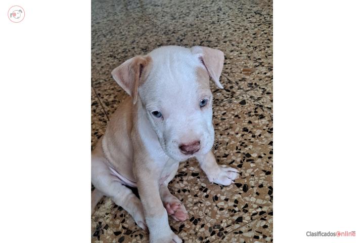 Pitbull puppy  macho Puerto Rico