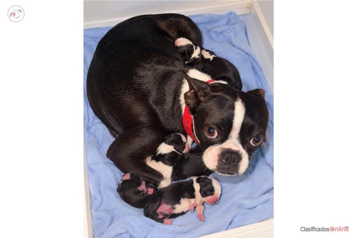 Boston terrier  Puerto Rico