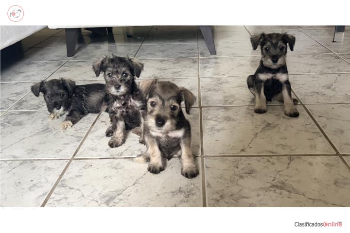 Schnauzer Puerto Rico