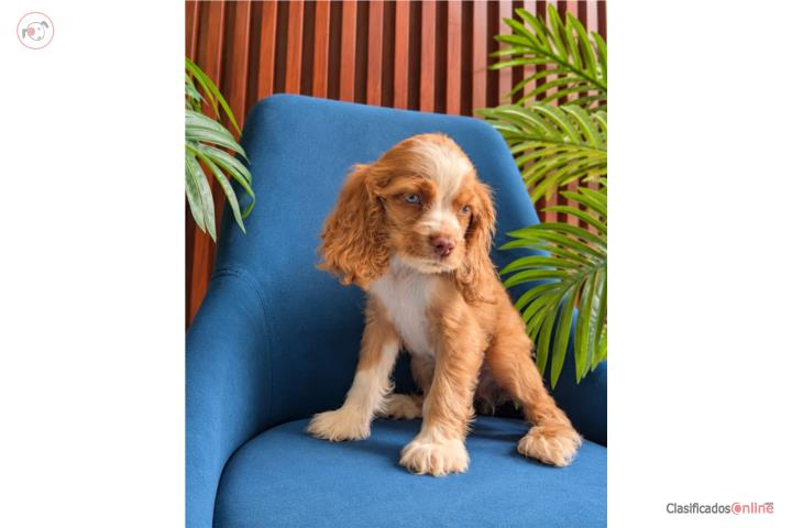 Cocker Spaniel Puerto Rico