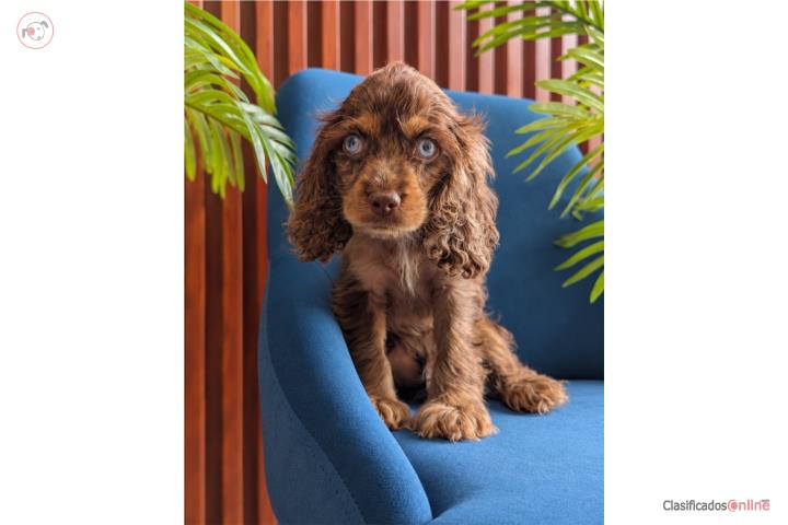 Cocker Spaniel Choco Merle Puerto Rico