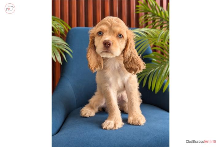 Cocker Spaniel Puerto Rico