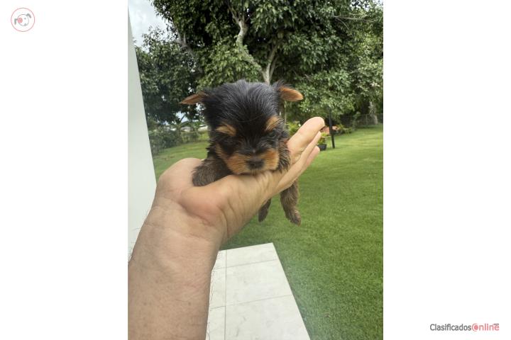 Yorkies toy  Puerto Rico