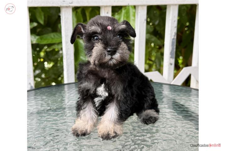 Mini schnauzer  Puerto Rico