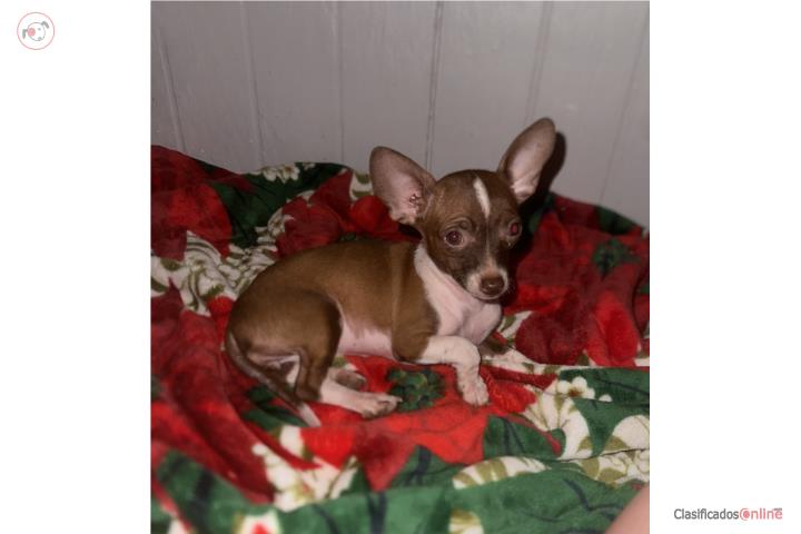 Chihuahua Puerto Rico