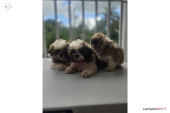 Shitzu Puerto Rico