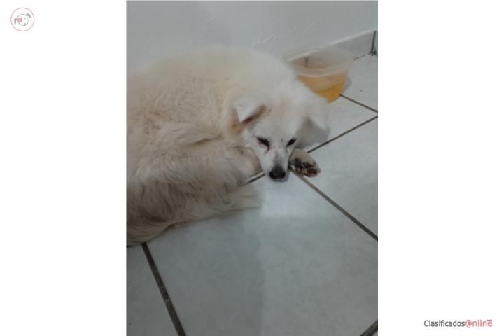 Hermosa nena American Skimo Puerto Rico