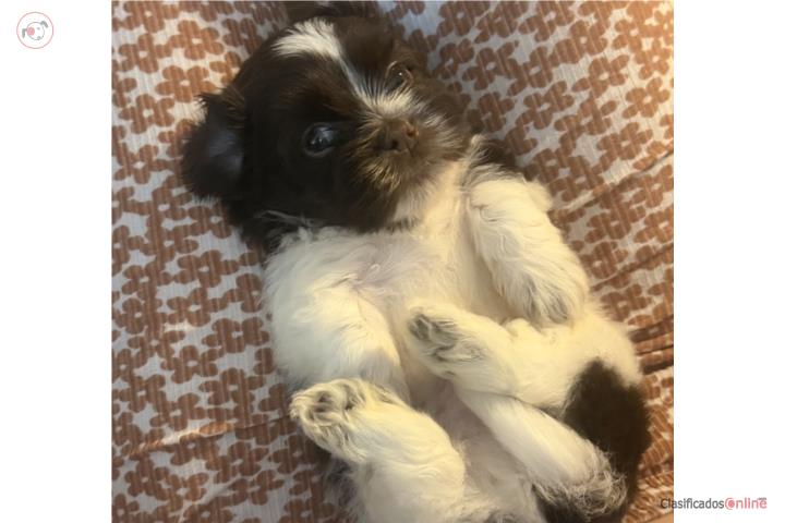 Shih tzu Puros Puerto Rico