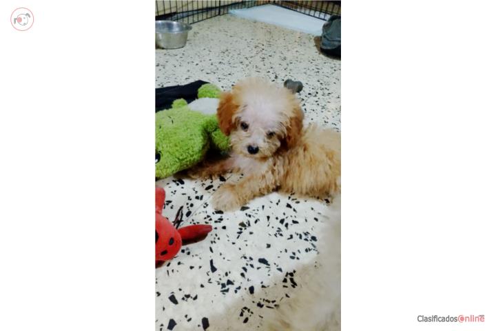 Toy Poodle 2 meses Machito Cremita Puerto Rico