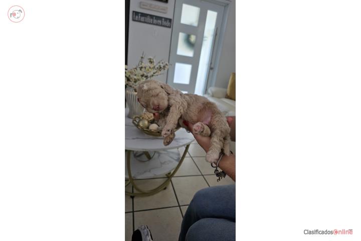 Standard Poodle AKC  Puerto Rico