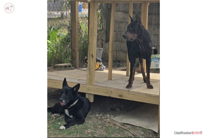 Pastor doberman blue Puerto Rico