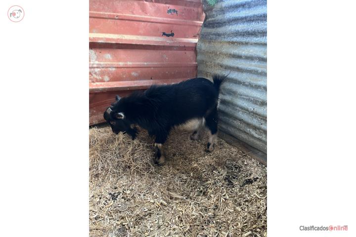 Cabrito enano manso   Puerto Rico