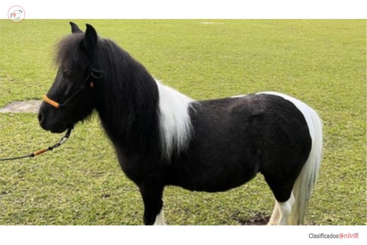 Precioso poni manso de 1 año y medio  Puerto Rico