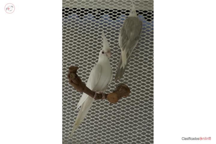 Pareja Cockatiel   Puerto Rico