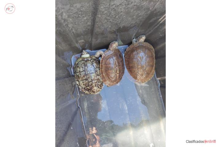 Tortugas de agua  Puerto Rico