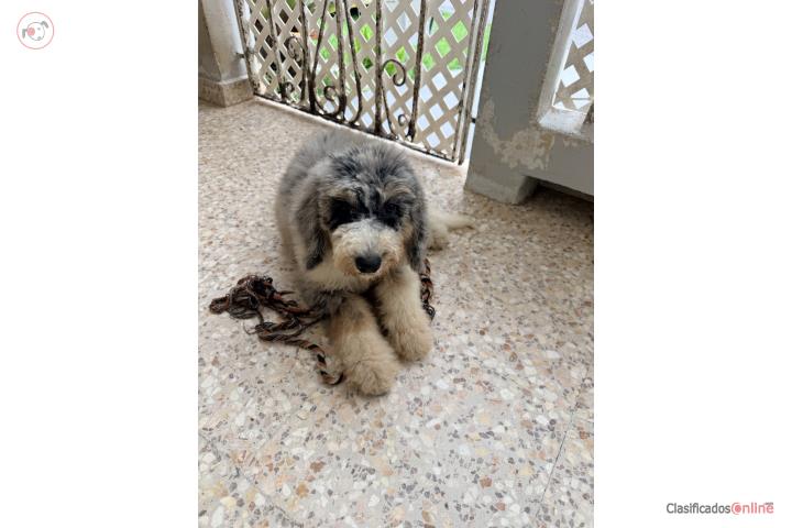 Goldendoodle Puerto Rico