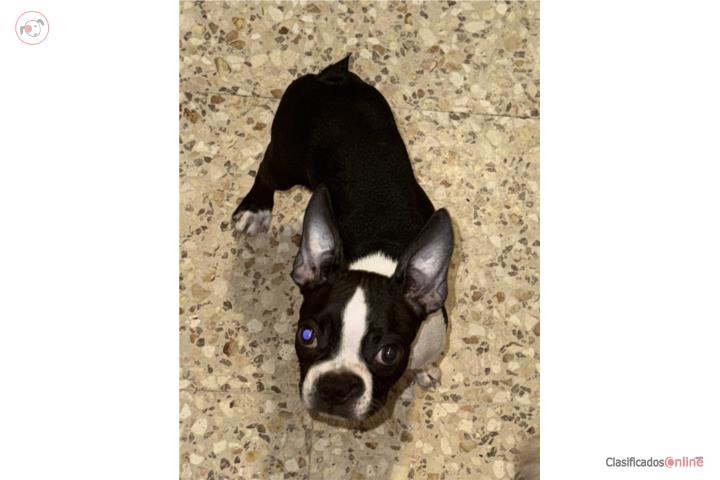 Boston terrier  Puerto Rico