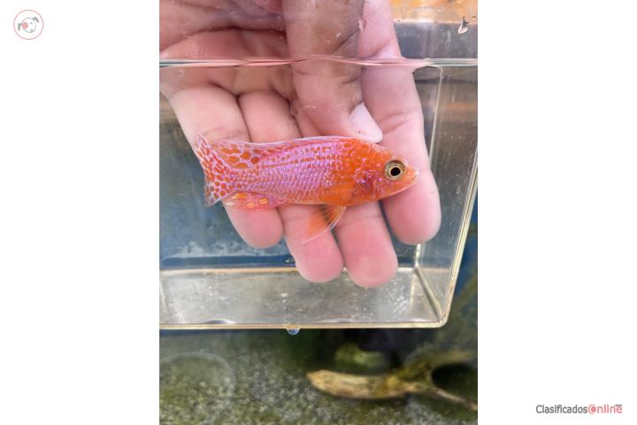 Dragon blood Puerto Rico