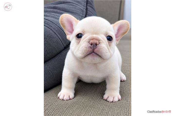 French bulldog nena Puerto Rico