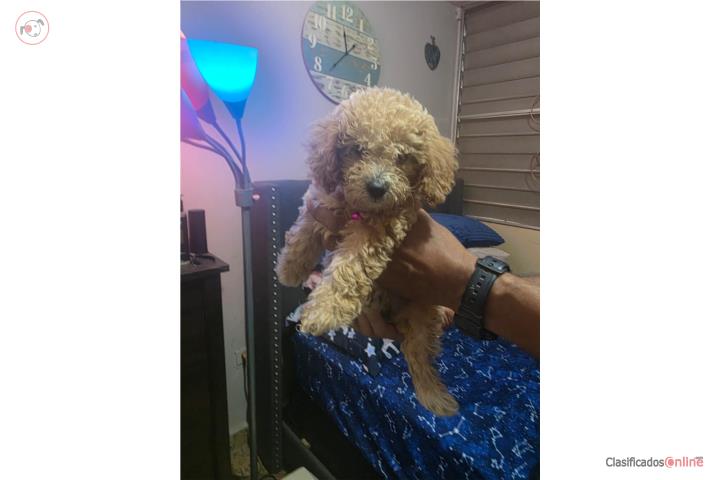 Toy Poodle Hembra 2 meses Puerto Rico