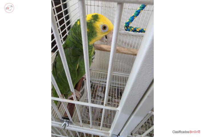 Doble yellow nape nena Puerto Rico