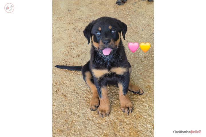 Rottweiler hembras  Puerto Rico