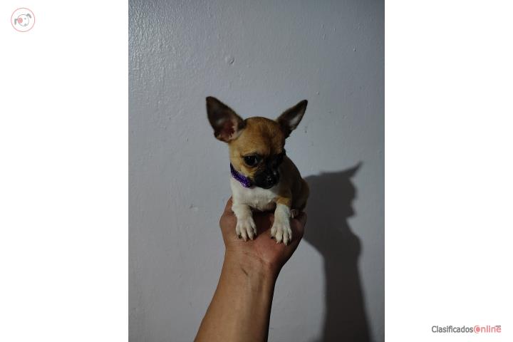 Chihuahua hembra  Puerto Rico
