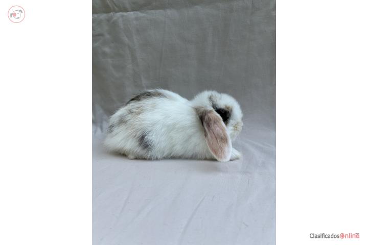 Conejito holland lop tri color  Puerto Rico