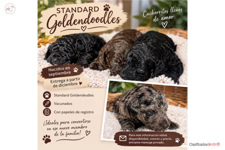 Golden Doodle  Puerto Rico